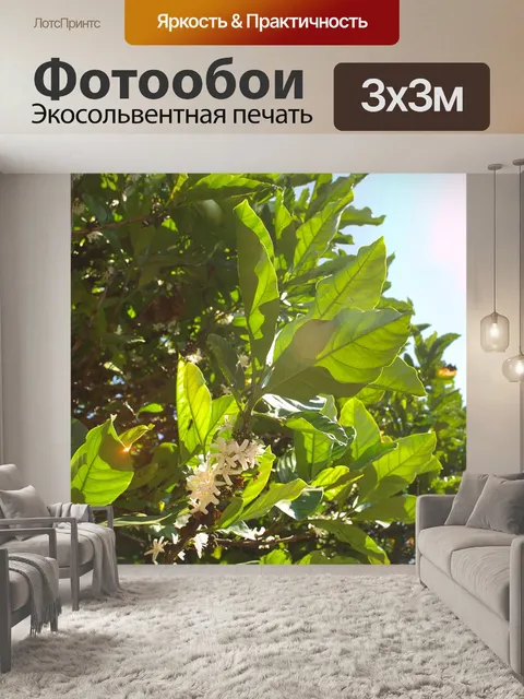 Фотообои Солнечный свет