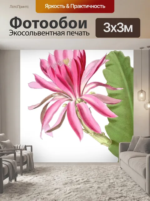 Фотообои Розовый Кактус Цветок