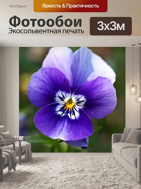 Фотообои Анютины глазки возбужденный фиолетовый ц