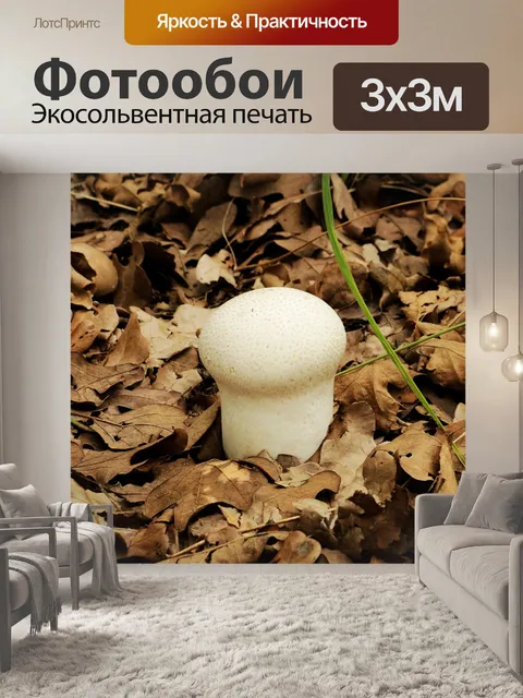 Фотообои Белая пуховая грибы