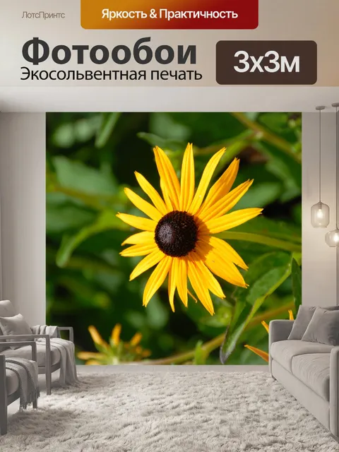 Фотообои Черный глаз Сьюзен Цветок