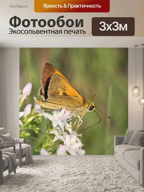 Фотообои Делавэр шкипер бабочка крупным планом
