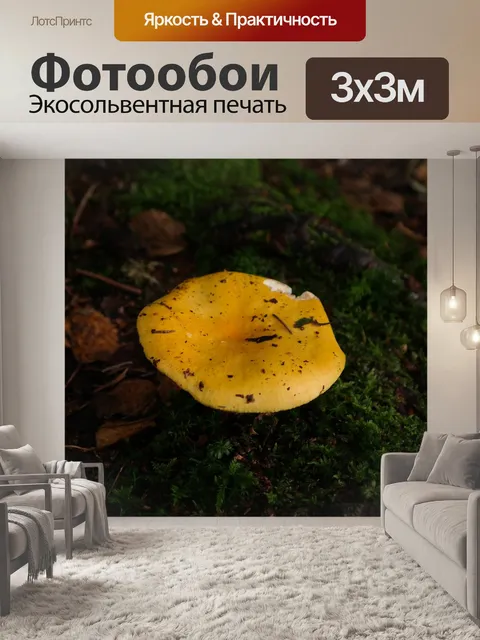 Фотообои Гриб