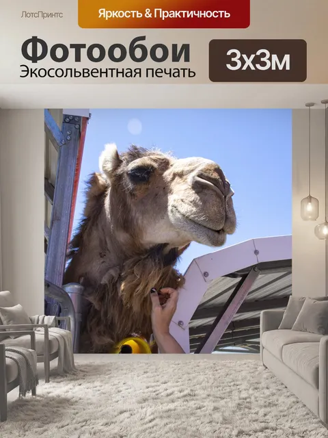 Фотообои верблюд