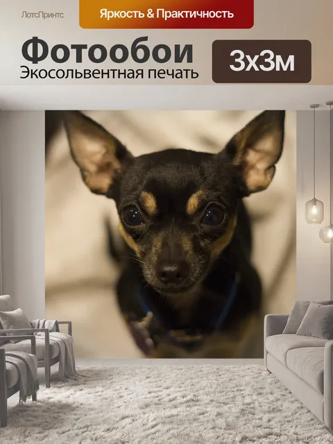 Фотообои Чихуахуа