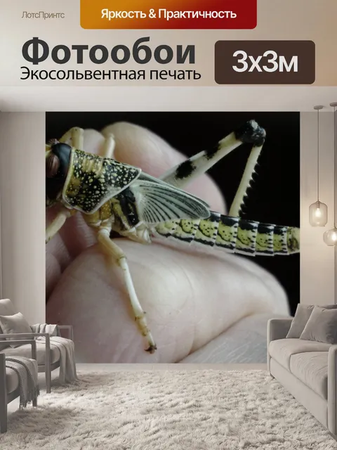 Фотообои Саранча насекомых