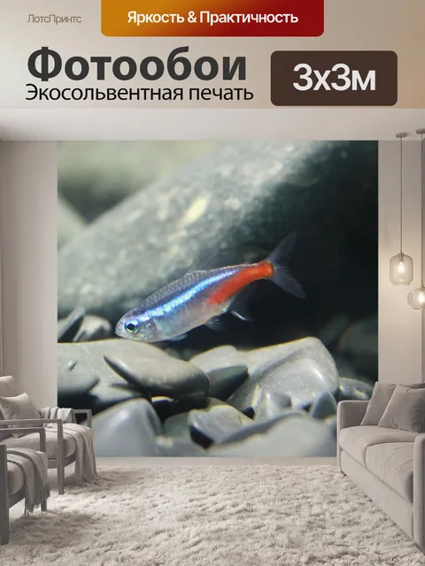 Фотообои Рыбы