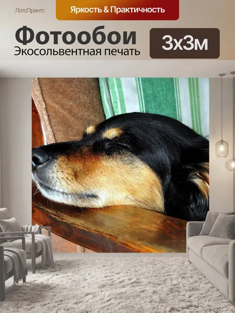 Фотообои Собака