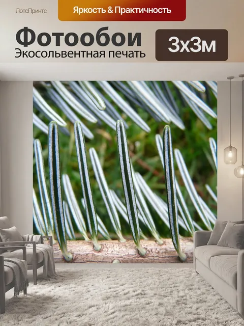 Фотообои Еловая ветка