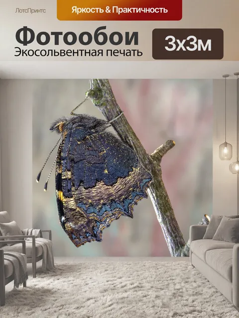 Фотообои Бабочка