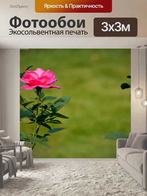 Фотообои розовая роза