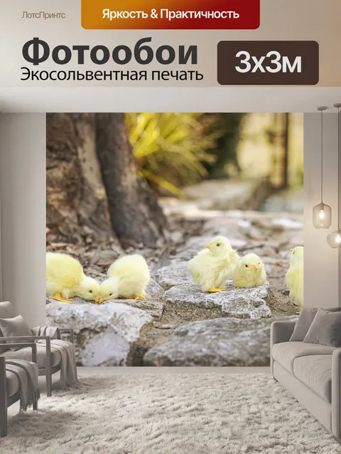 Фотообои Цыплята