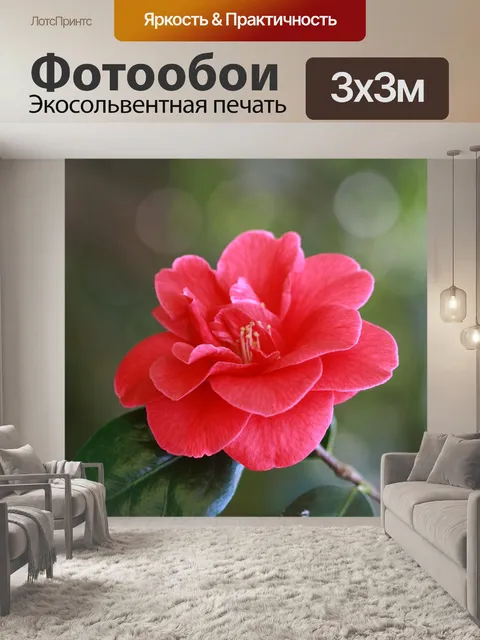 Фотообои Красная роза