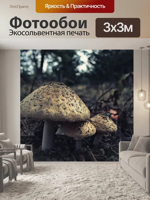 Фотообои Грибок