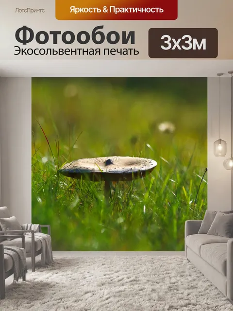 Фотообои Гриб