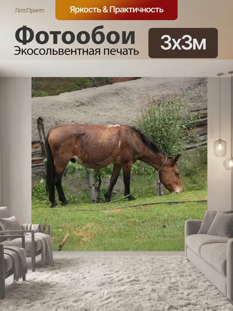 Фотообои Лошадь