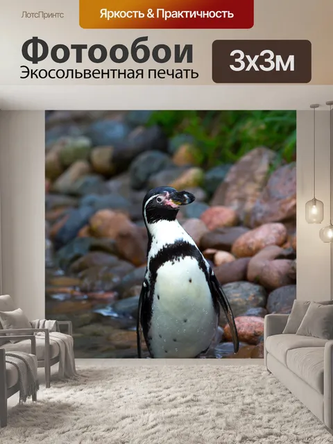 Фотообои африканские пингвины