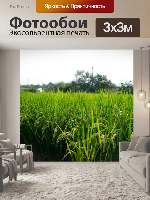 Фотообои Рисовые поля