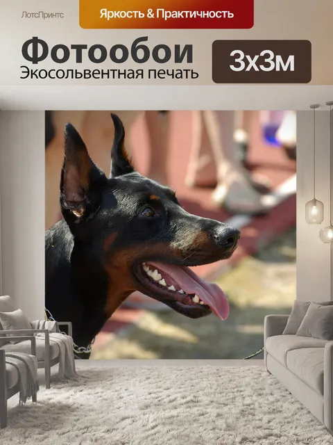 Фотообои Доберман