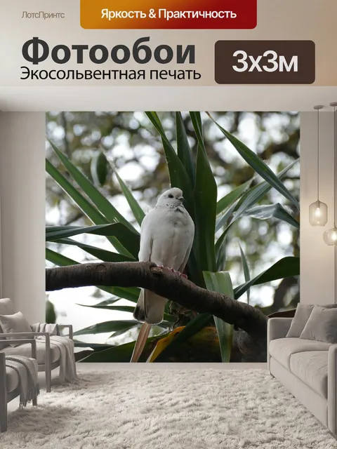 Фотообои Голубь