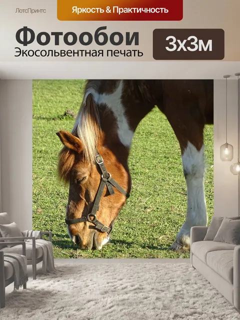 Фотообои Лошадь