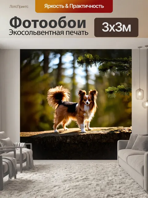 Фотообои папильон, бежевый и черный, стоит на краю соснового леса, его хвост кокетливо закручен