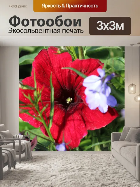 Фотообои Красный цветок Анютины глазки
