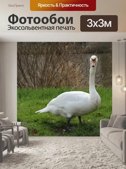 Фотообои Лебедь