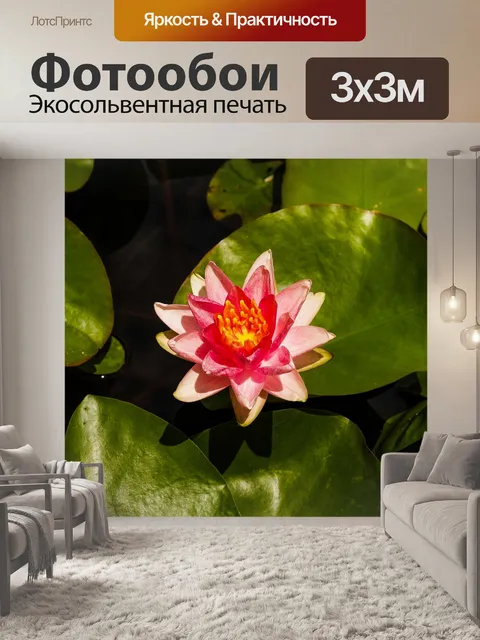 Фотообои Красивый цветок лотоса кувшинки