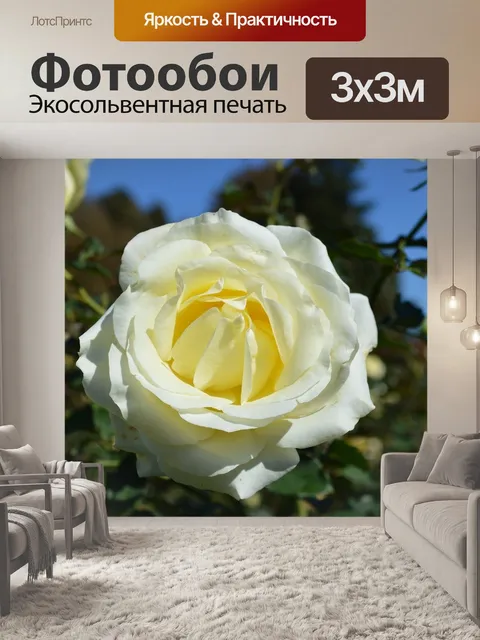Фотообои Белая роза