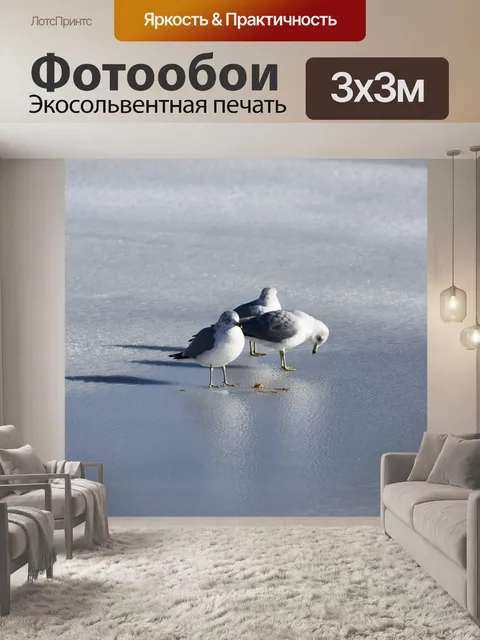 Фотообои Чайка