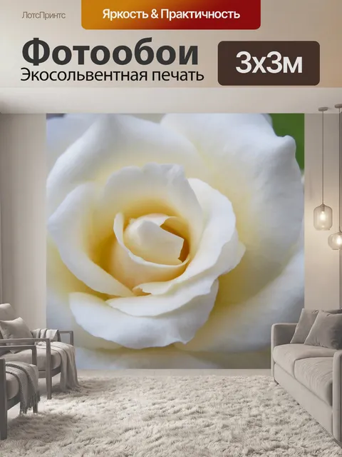 Фотообои Белая роза