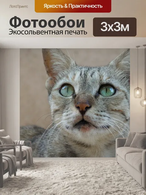 Фотообои Кошка