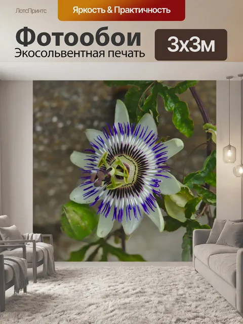 Фотообои Цветок страсти