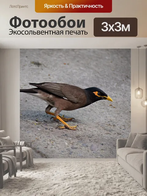 Фотообои Птица