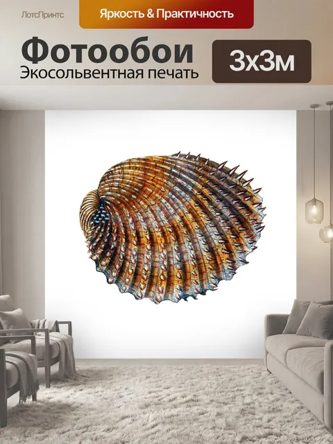 Фотообои Ракушка улитка винтажное искусство
