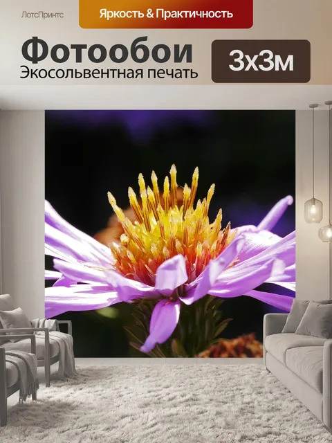 Фотообои Aster цветок