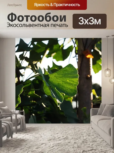 Фотообои солнечный свет за веерообразными листьям