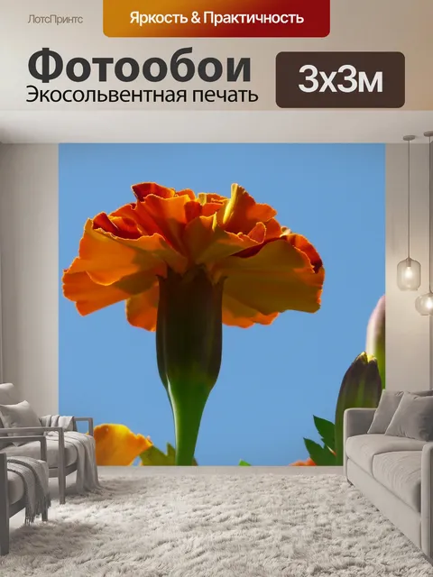 Фотообои Бархатцы