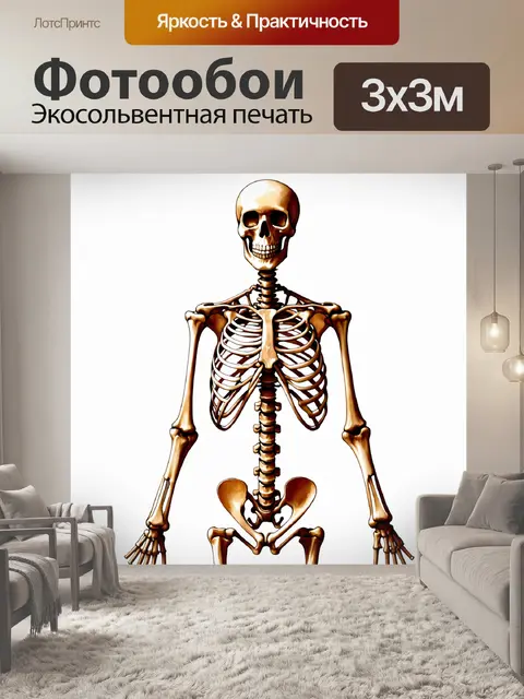 Фотообои научная иллюстрация человеческого скелета с выделением ключевых костей