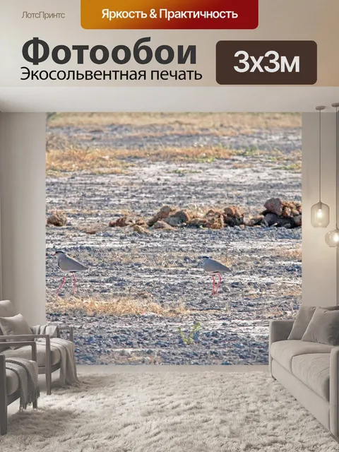 Фотообои две коронованные птицы-птицы