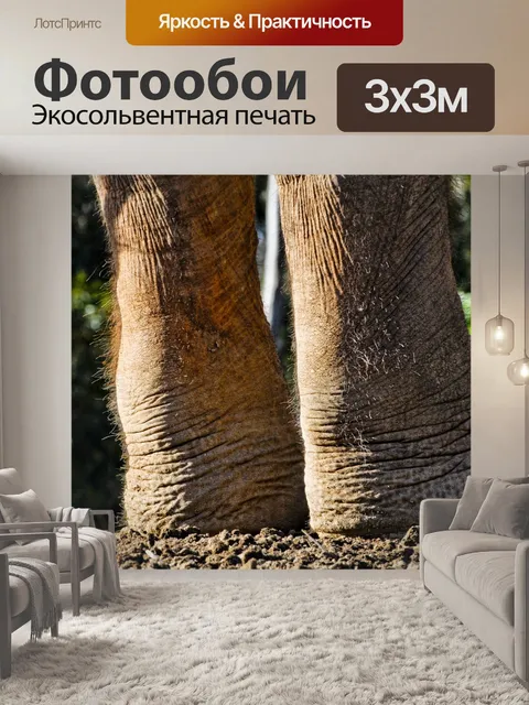 Фотообои Слон ноги