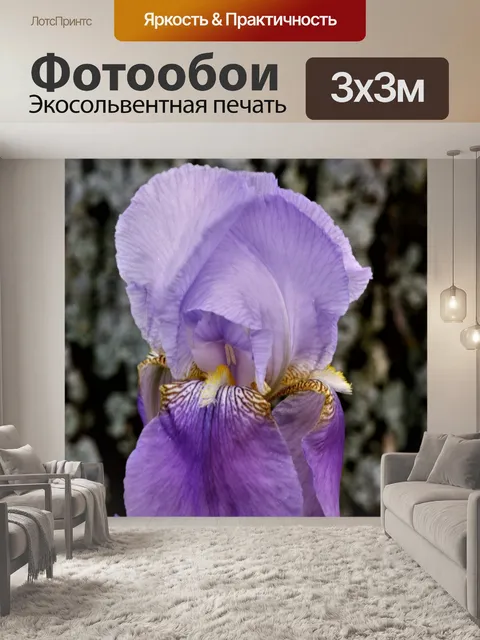 Фотообои Крупный план бородатого ириса лаванды