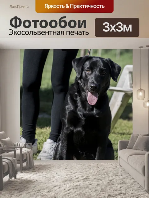 Фотообои Черный лабрадор ретривер сидеть