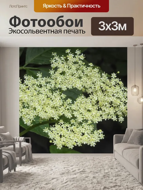 Фотообои Бузина