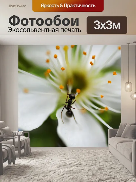 Фотообои Муравей