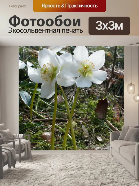 Фотообои Рождественская роза