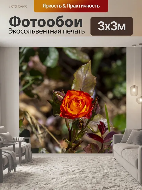 Фотообои Оранжевая роза