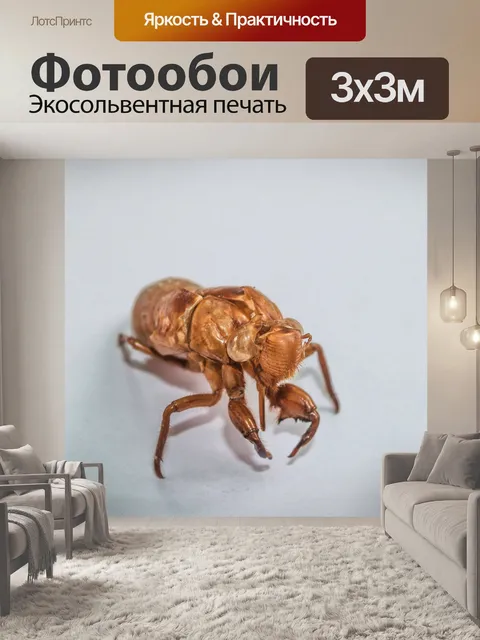 Фотообои коричневая цикада