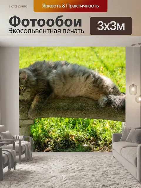 Фотообои Мейн кун